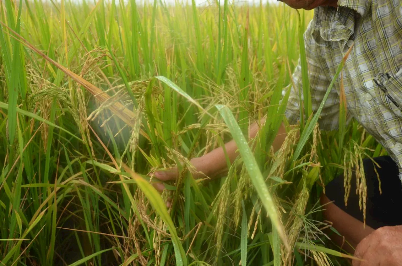 Padi yields in Pokok Sena decline by up to 30%, farmers blame extreme weather