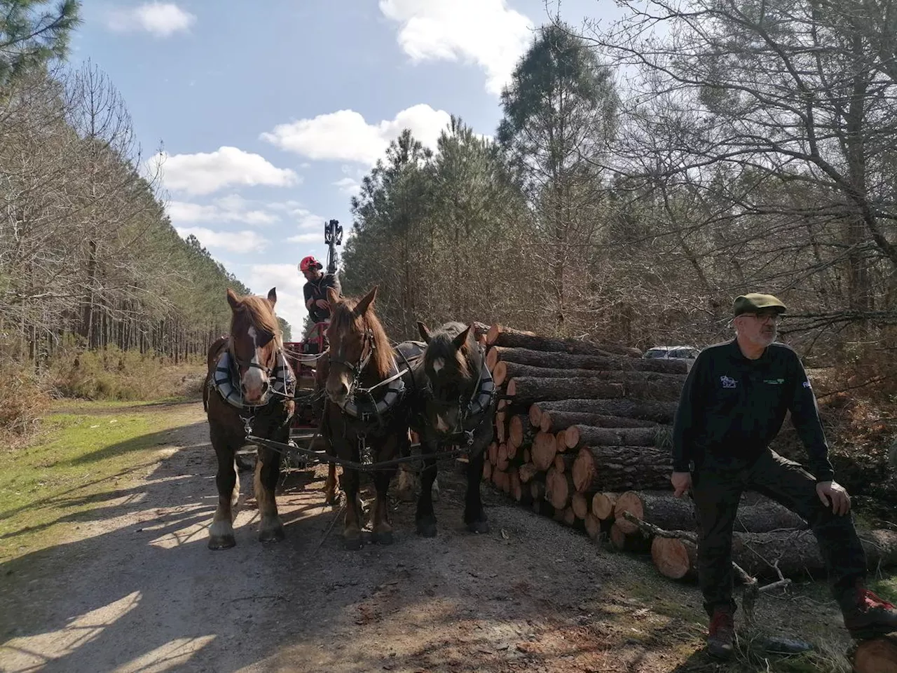 Bassin d’Arcachon : dans la forêt de Gujan-Mestras, on débarde avec des chevaux de trait