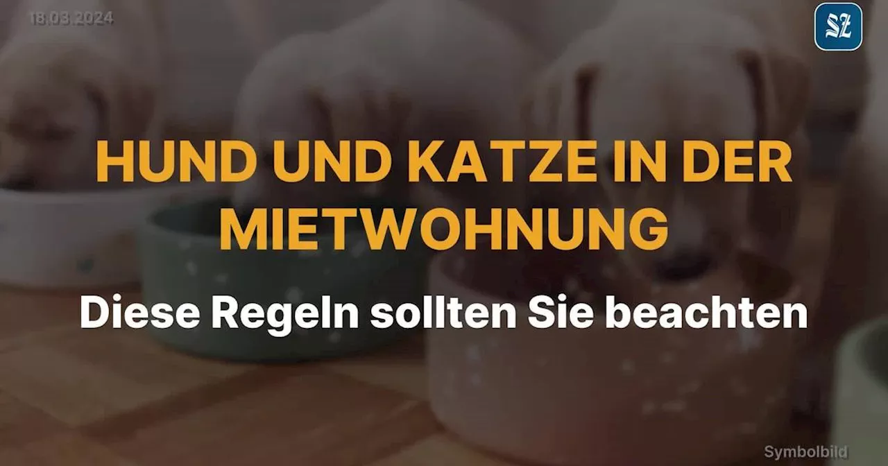 Video: Hunde und Katze in der Mietwohnung: Diese Regeln sollten Mieter und Vermieter beachten