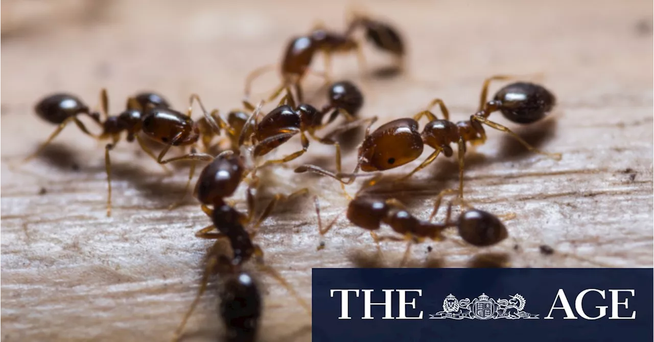 A missed chance to eradicate fire ants could cost Australia $38 billion