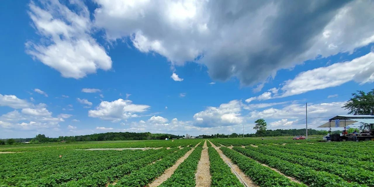 Food security concerns will become more prominent, and the world needs Canadian agriculture