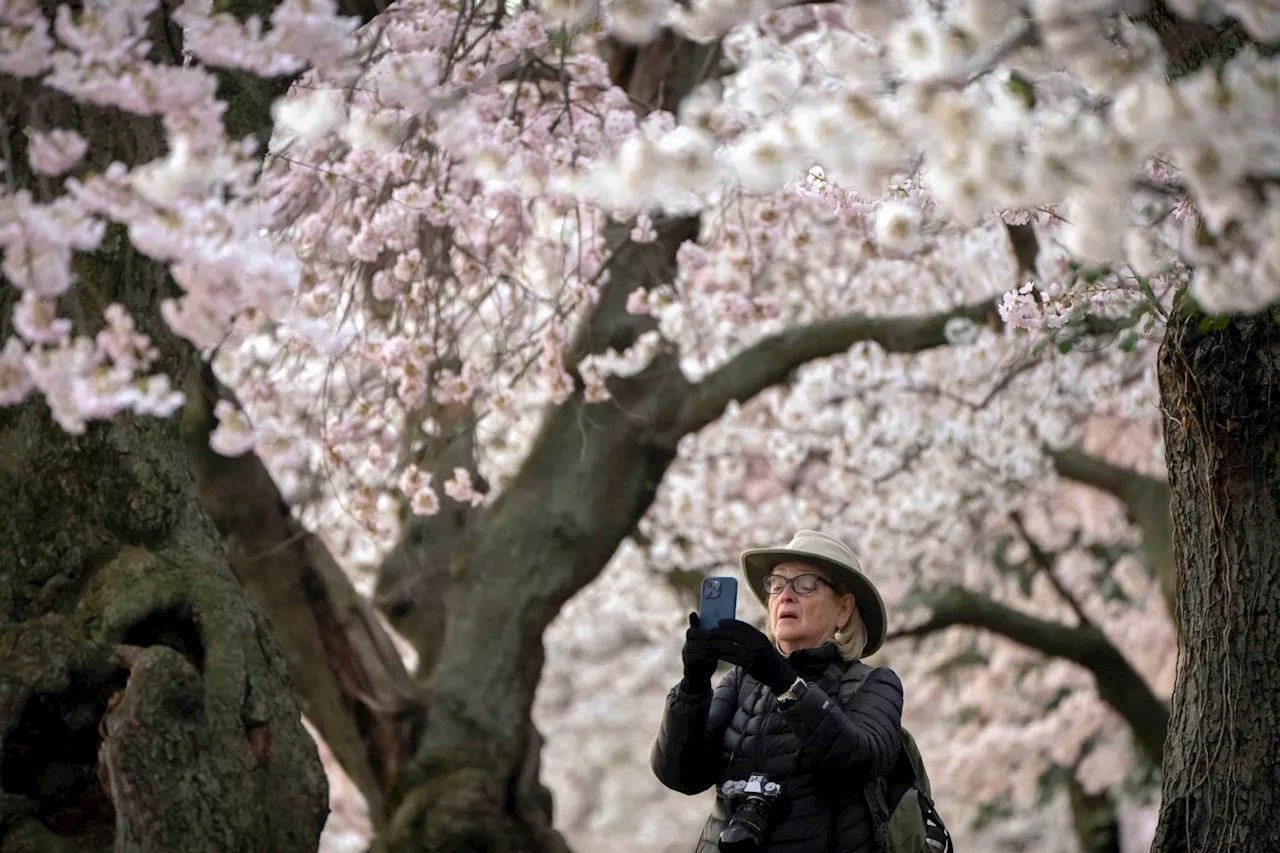 Kirsebærtrærne blomstrer rekordtidlig i Washington