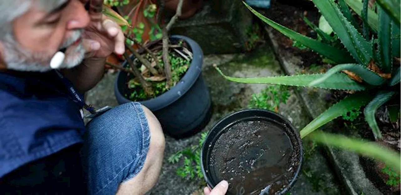 Cidade de São Paulo tem 51 distritos em epidemia por dengue; veja quais