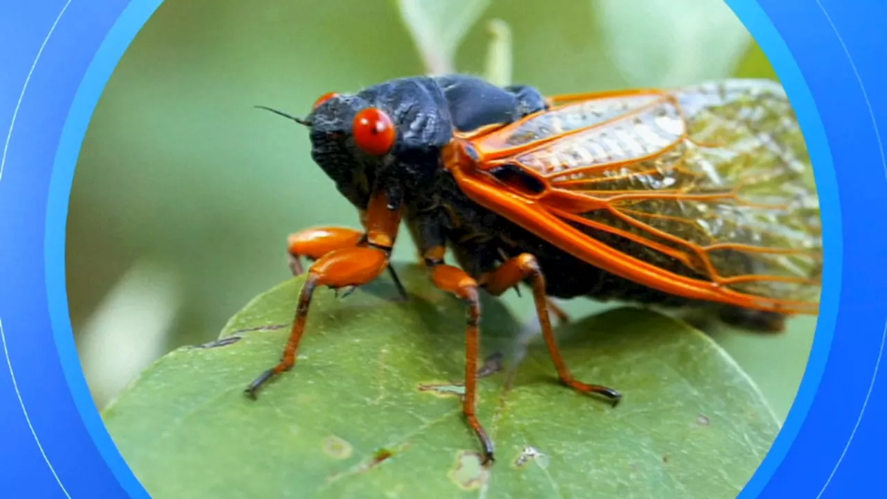 Billions of cicadas are set to appear in a rare 'double brood emergence,' scientists say