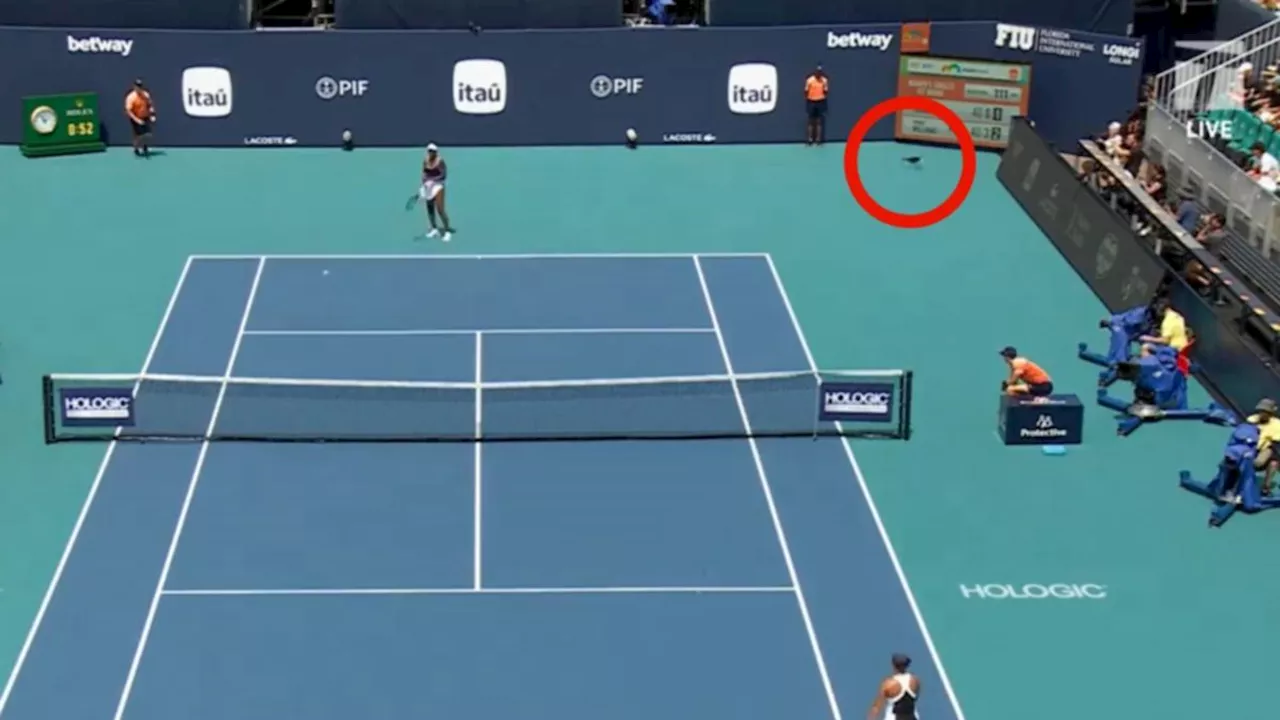 Venus Williams tennis match at Miami Open interrupted by a cat