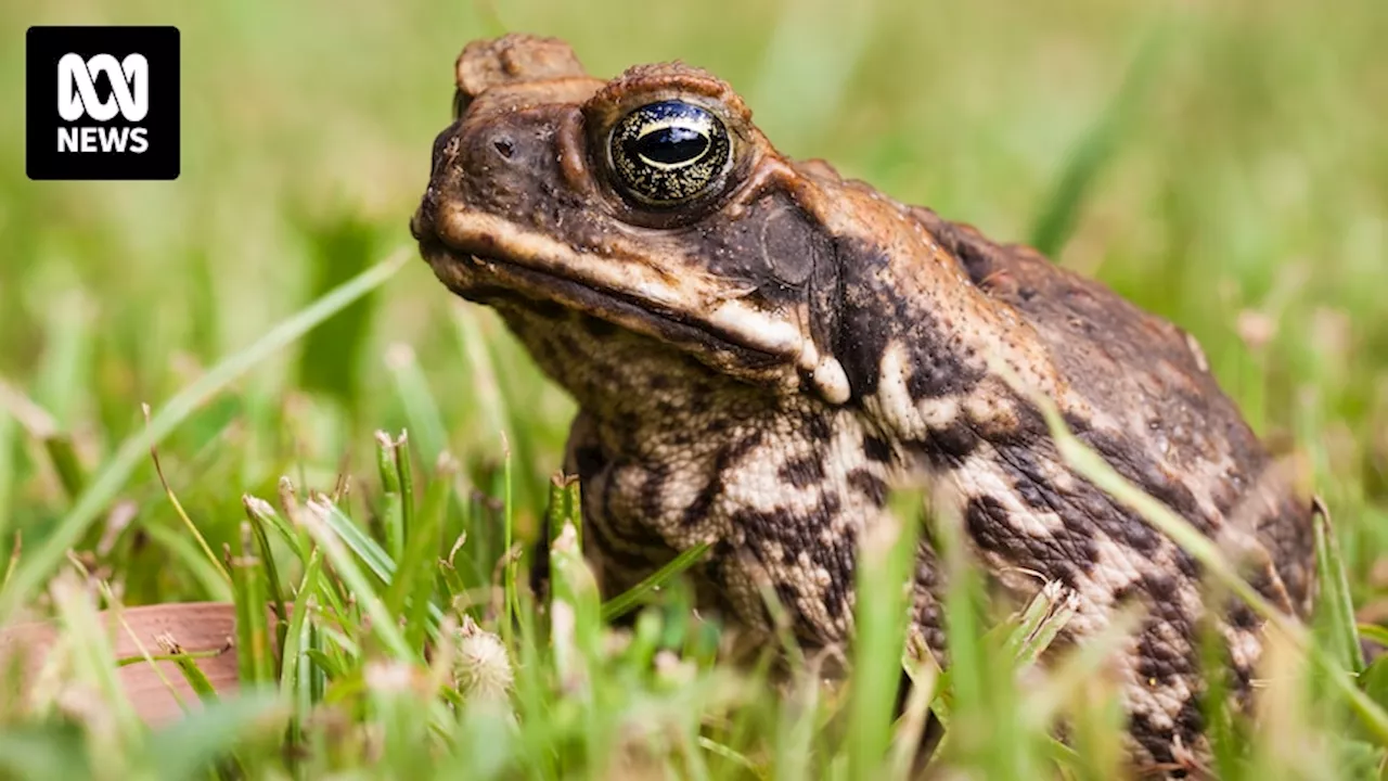 Cane toad found on Mornington Island sparks biosecurity crackdown to protect wildlife