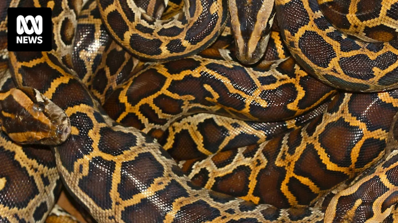 Farmed python meat a sustainable and efficient source of protein, study finds