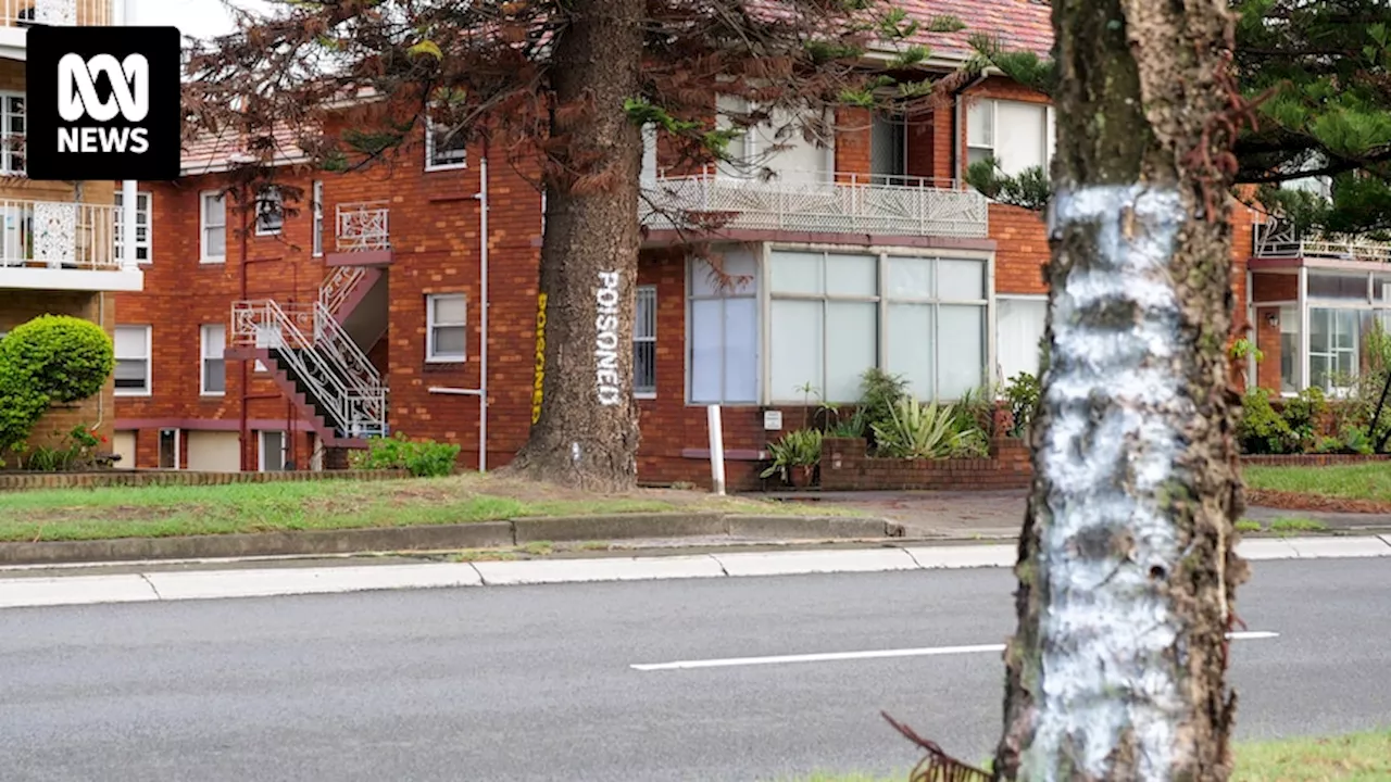 Waterfront trees vandalised in Sydney's Monterey as Balmoral Beach trees survive attack