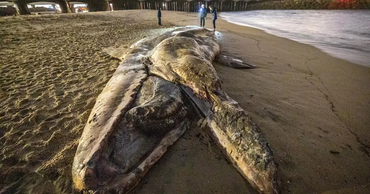 The gray whale die-off on West Coast is over, NOAA declares