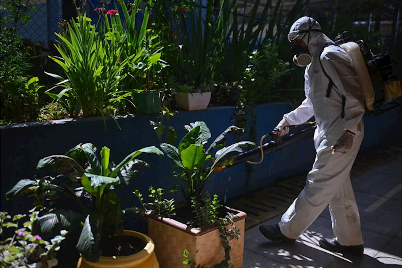 In Brasile verso 2 milioni di casi Dengue, record in 24 anni