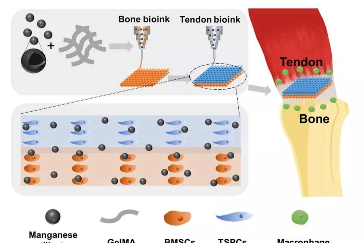 Ilmuwan China kembangkan pengobatan baru untuk cedera tendon tulang