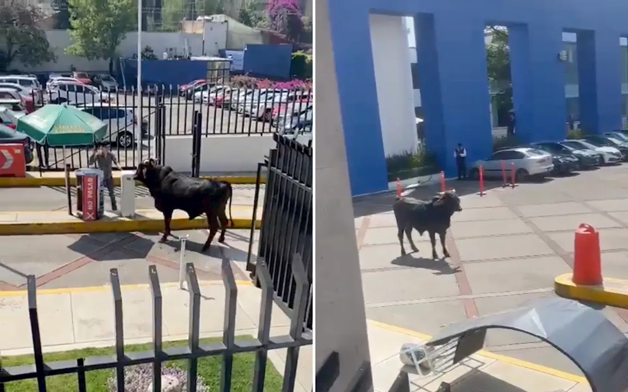 Un toro se cuela a las instalaciones de La Salle Pedregal