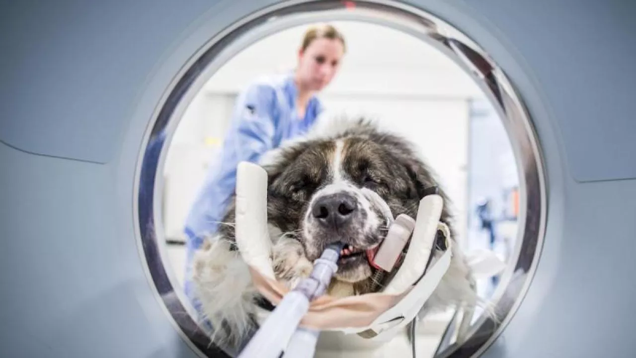 Ein langer Leidensweg: So verläuft das Cauda Equina Syndrom bei Hunden