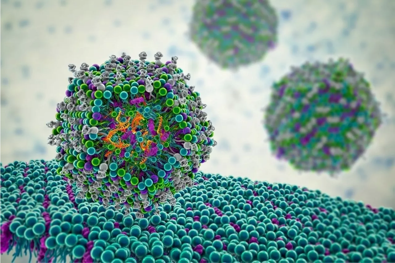 How Are Lipid Nanoparticles Metabolized?