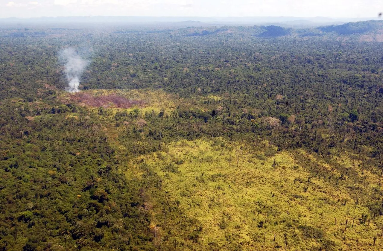 Kampf in Brasilien: Abholzung im Amazonas-Regenwald deutlich gesunken