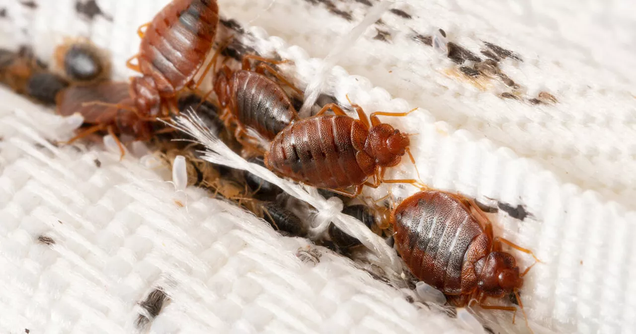 Toronto was officially just ranked the worst city in Canada for bed bugs