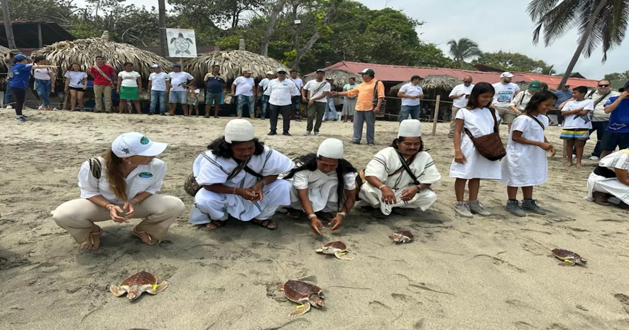 Con liberación de 60 tortugas, inician plan de restauración del ecosistema marino de Santa Marta