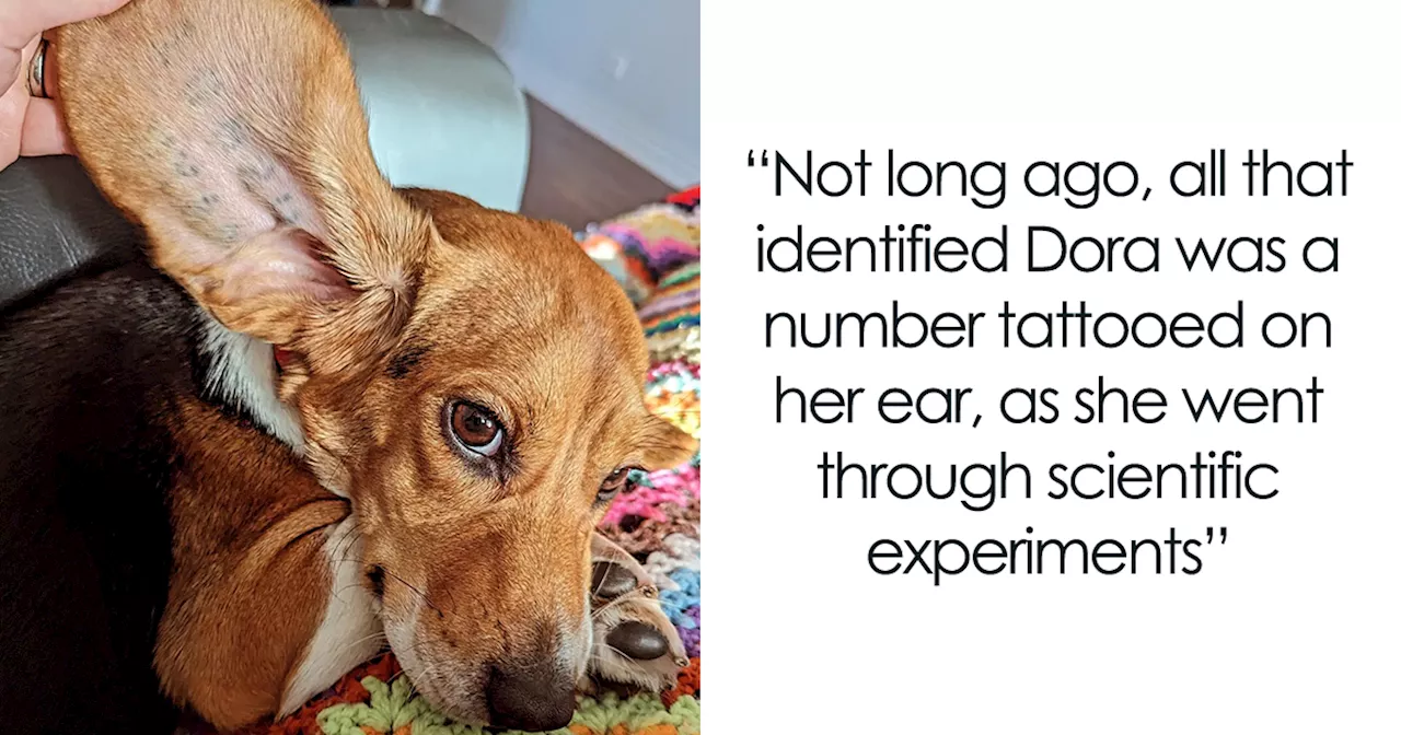 Rescued Dog Finds Forever Home After Painful Experiments