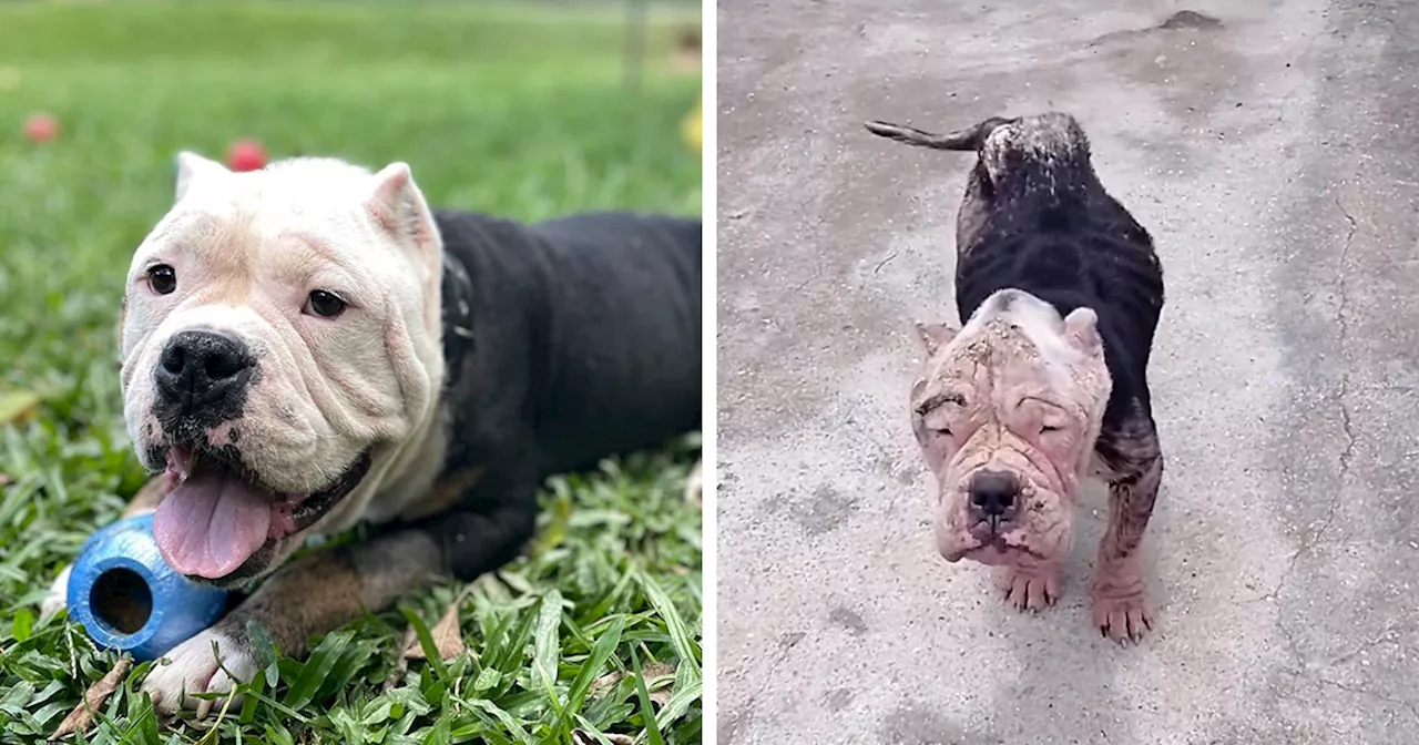 This Bully Dog Got A Second Chance At Life, Here Is His Rescue Story