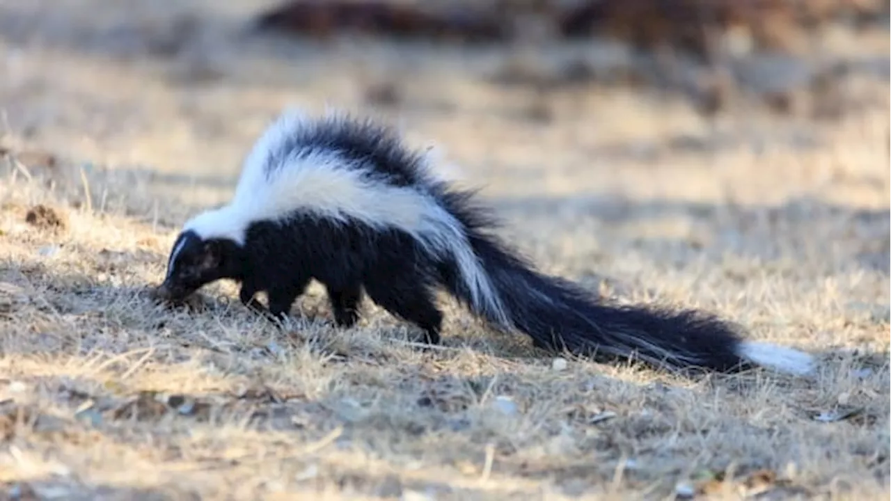 Season of the skunk: Northern Alberta city offers free capture services for smelly pests