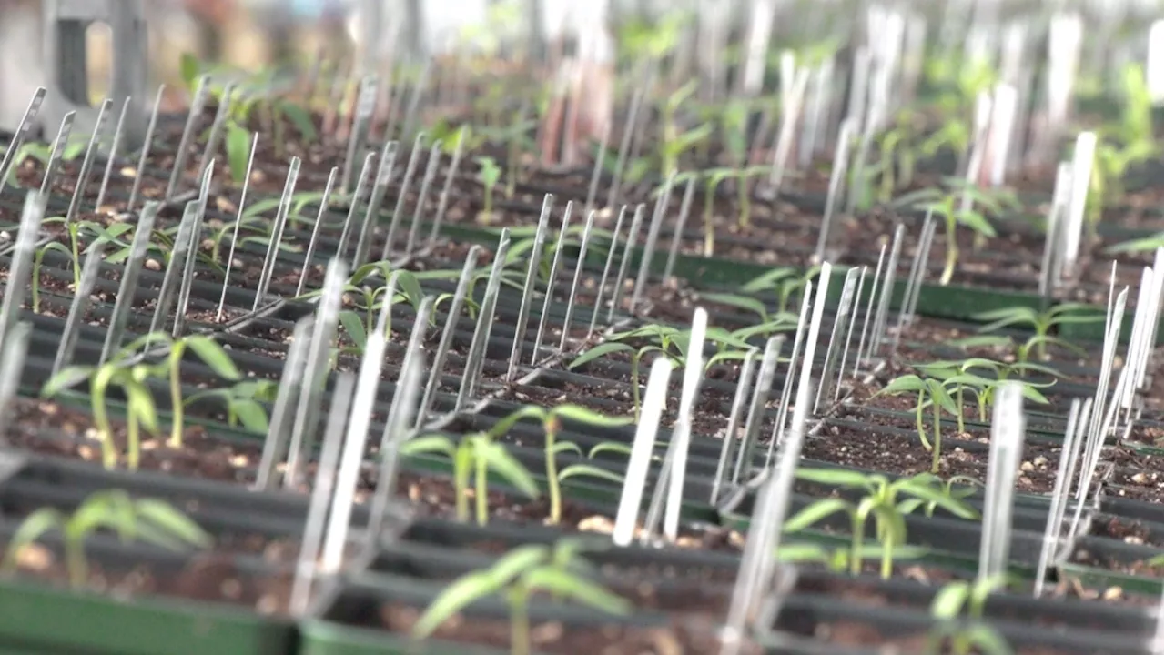 Lethbridge gardeners preparing for potentially dry summer