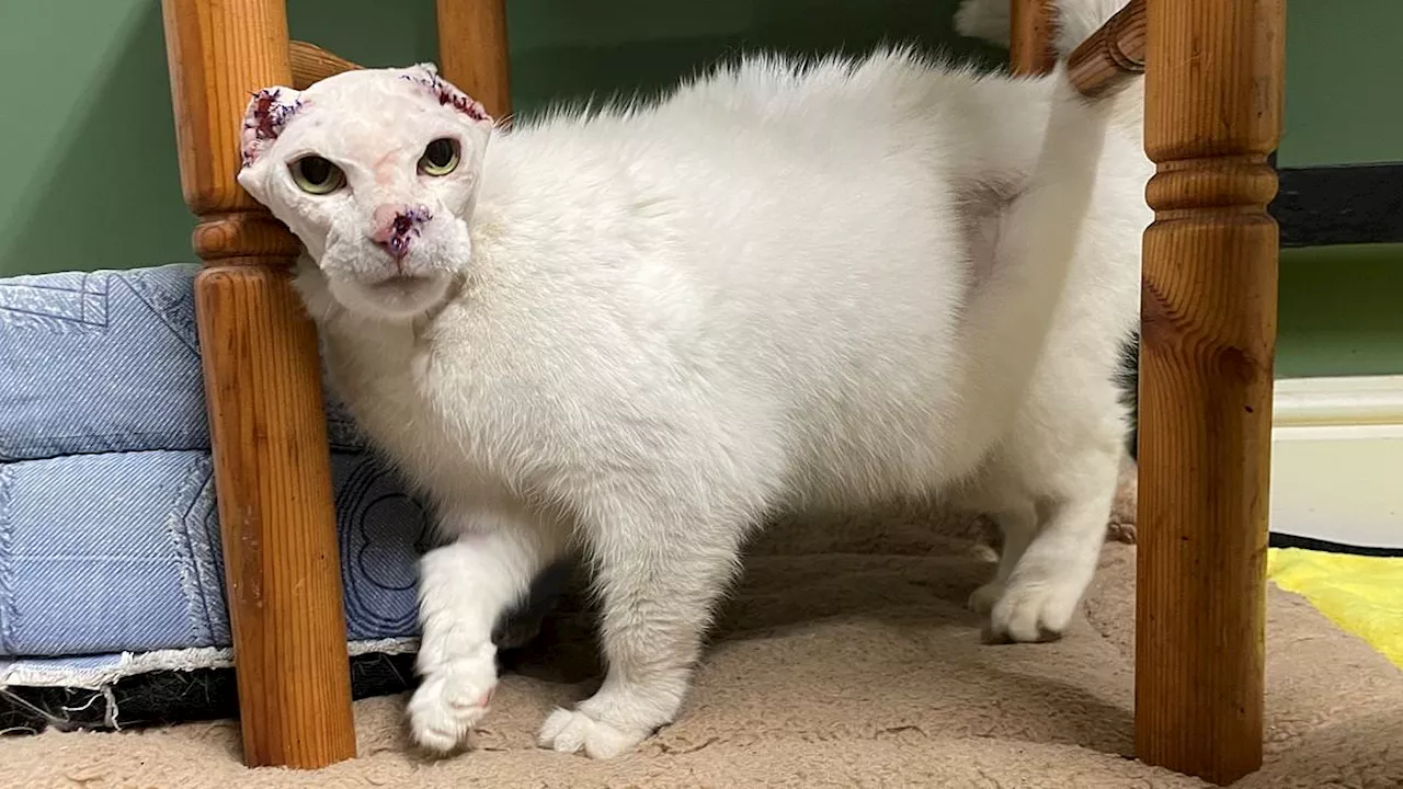 Stray cat nicknamed 'Snowy' by locals has her ears amputated after getting sunburnt and developing...