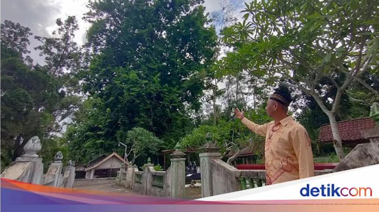 Cerita Pohon Angsana Raksasa di Kulon Progo, Diyakini Tongkat Sunan Kalijaga