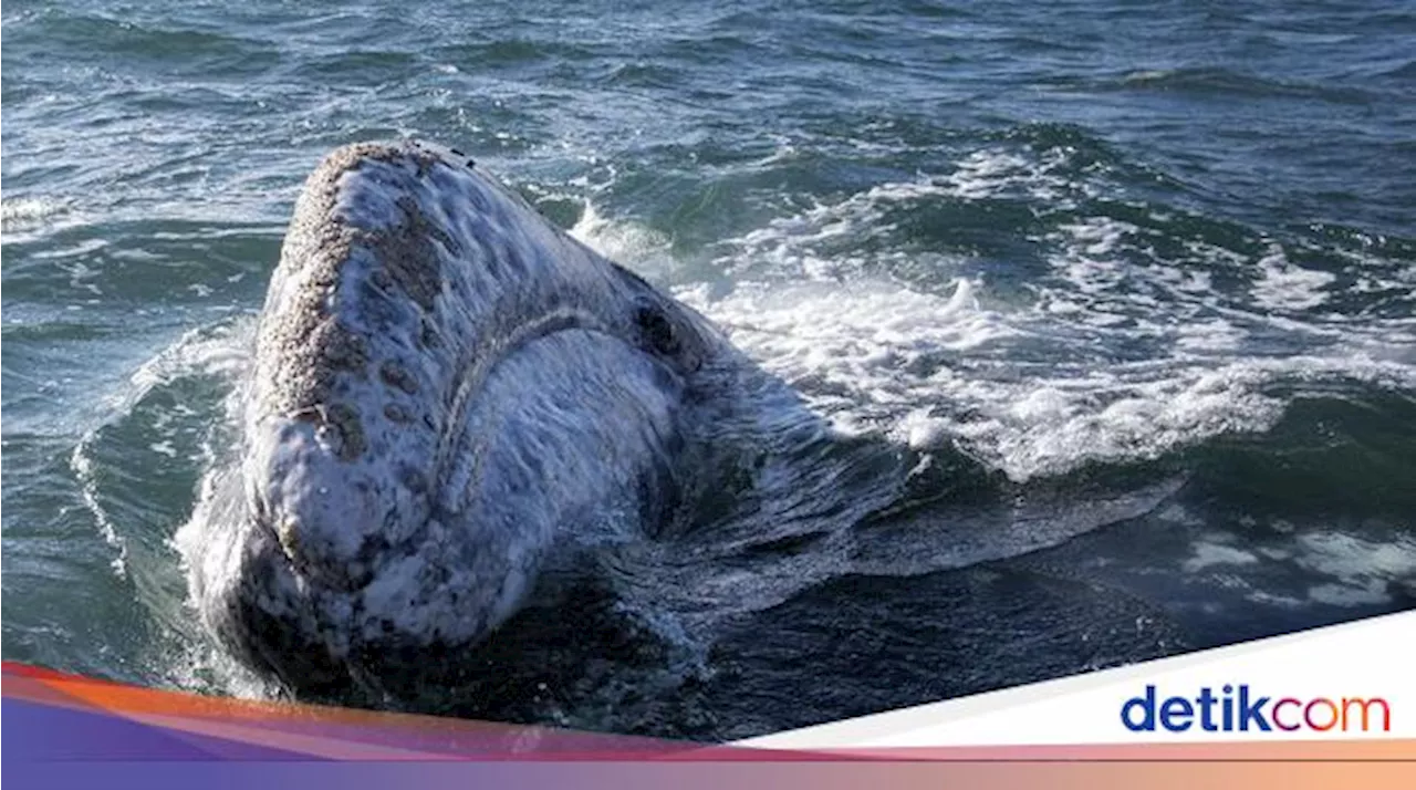 Dikira Sudah Punah, Paus Abu-Abu Terlihat di Lepas Pantai Massachusetts