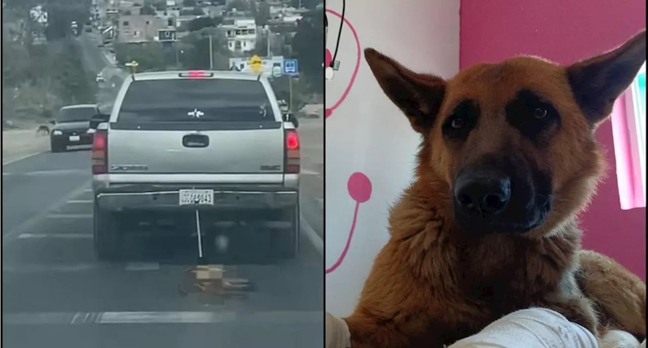 VIDEO: Rescatan a “Coqueta”, perrita amarrada y arrastrada por una camioneta en Guanajuato