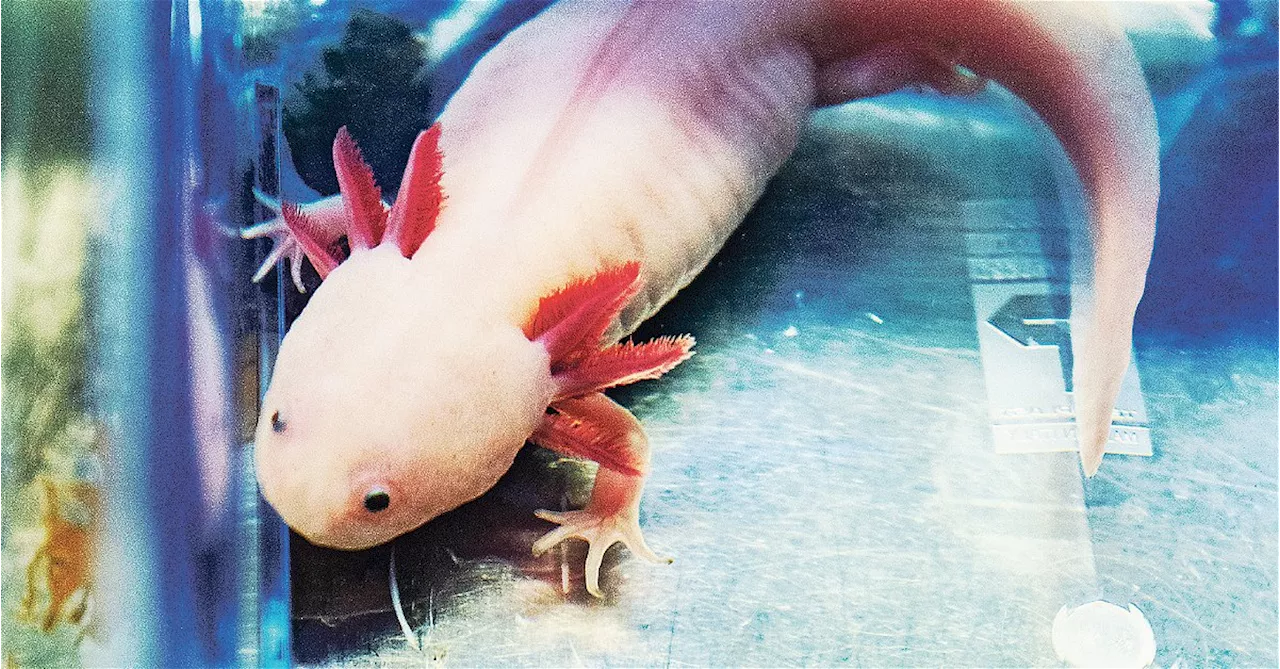 Ein Leben lang pubertär und fast unsterblich: Der Axolotl, ein Pokémon in echt