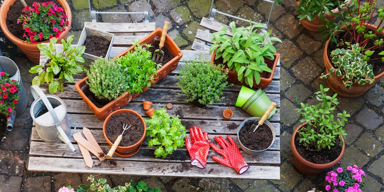 Pflanzen zurückschneiden - was Sie jetzt in Garten und Balkon machen sollten