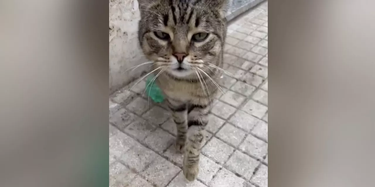 Sprechende Katze erobert das Netz