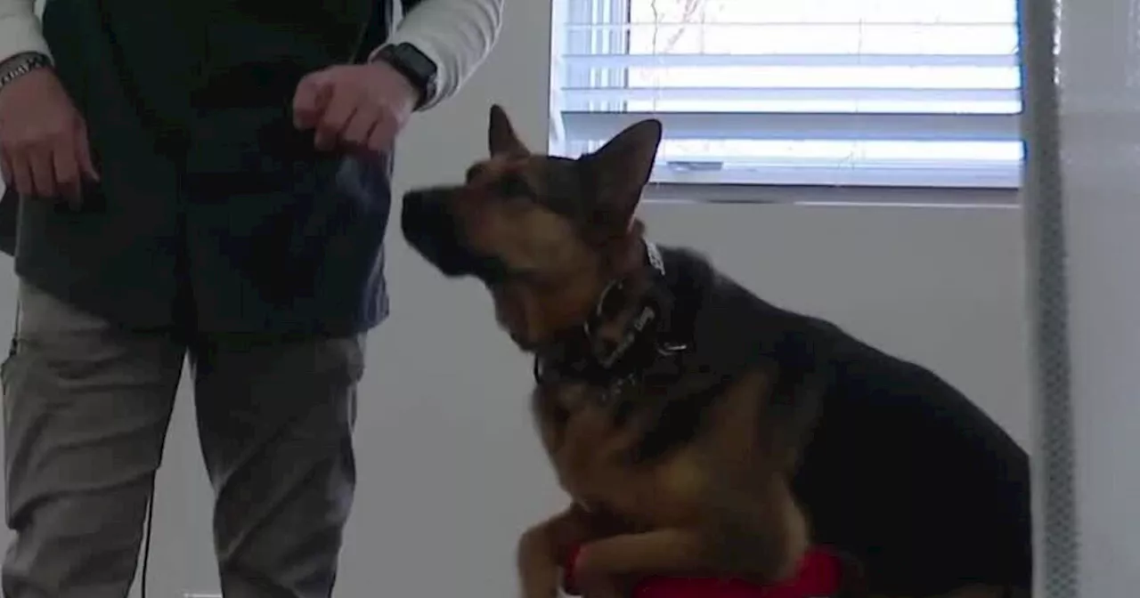 Utah veteran working to increase access to service dogs by training new trainers