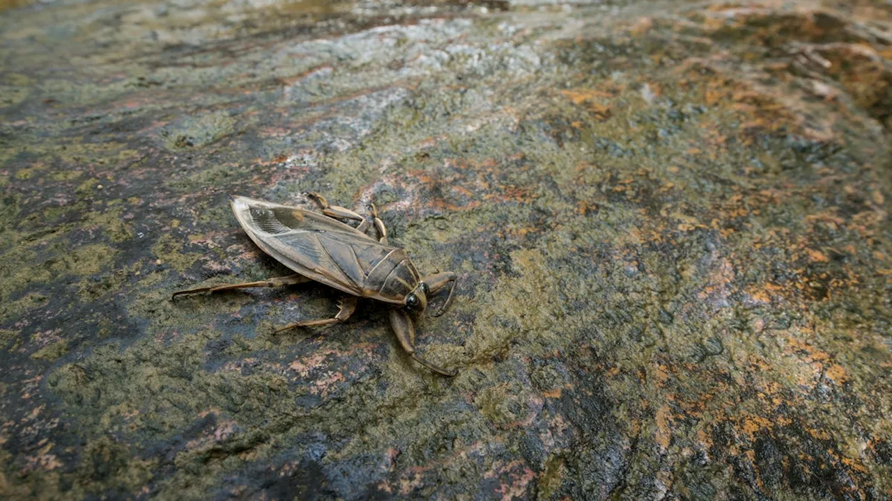 Giant Toe-Biting Water Bugs Are on the Loose in Cyprus