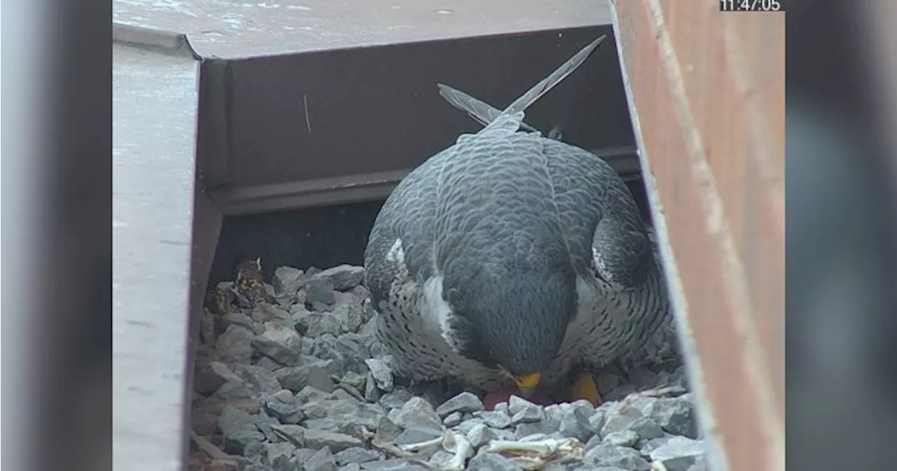 Hamilton’s falconwatch says downtown peregrines seen with egg