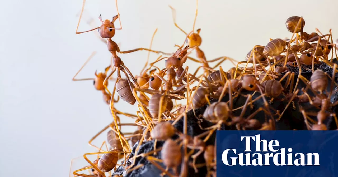 Empire of the ants: what insect supercolonies can teach us