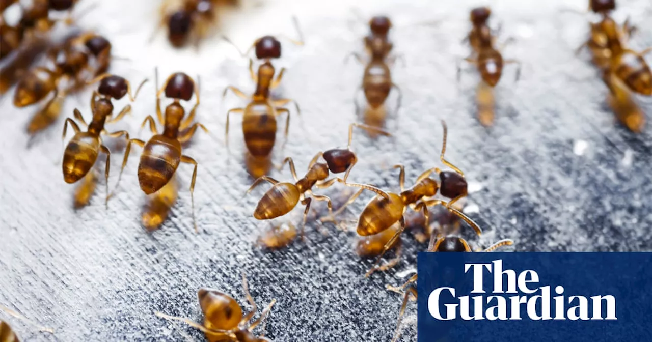 Scientific body given just $100,000 a year to fight deadly fire ants, Senate inquiry told