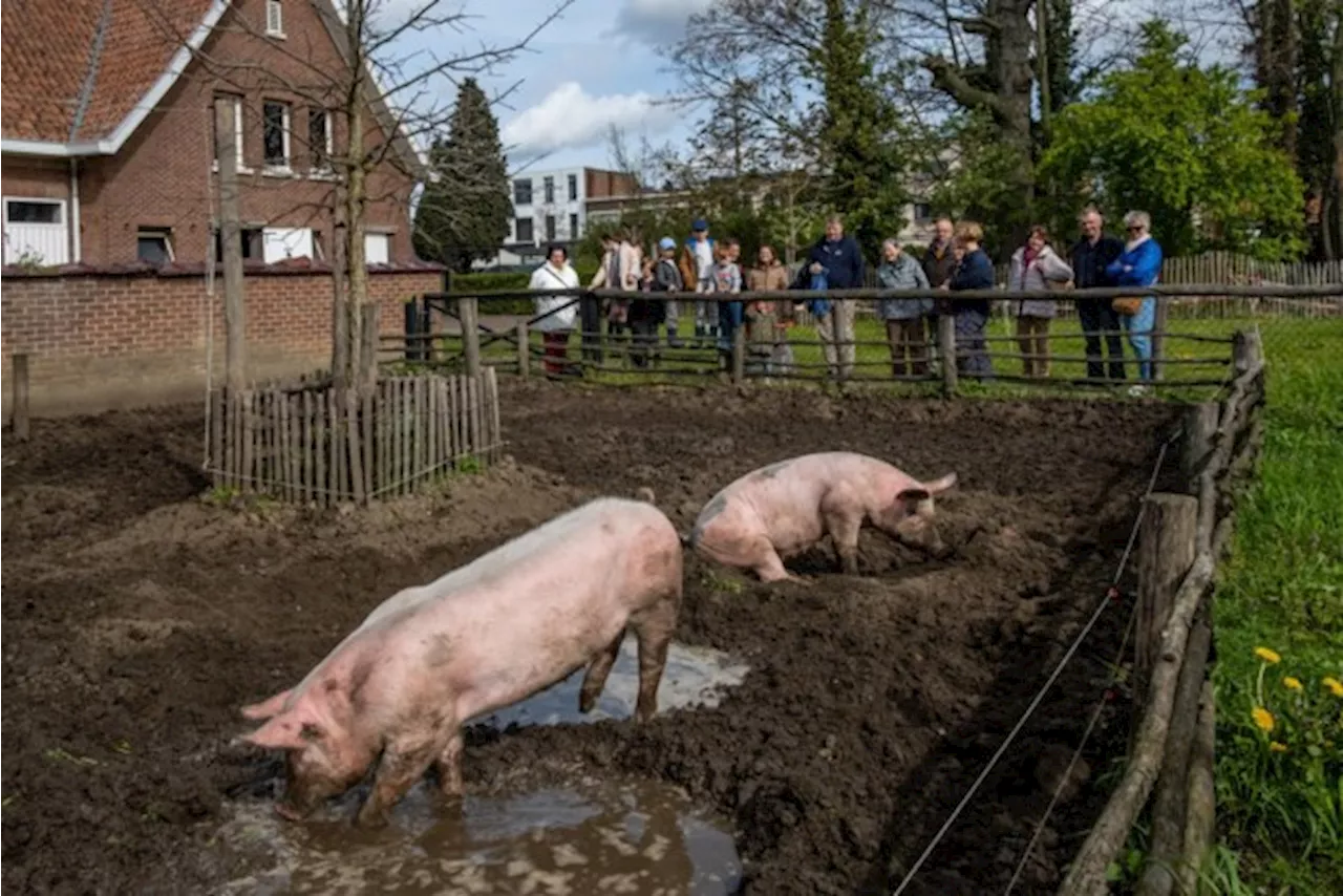 Kinderboerderij Rivierenhof zoekt gidsen