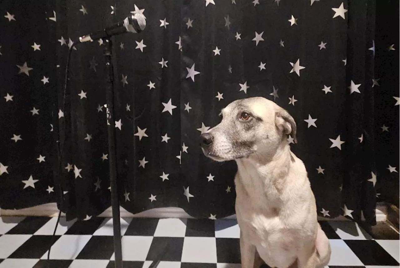 Dogs (And Their Human Companions) to Perform at House Party Comedy