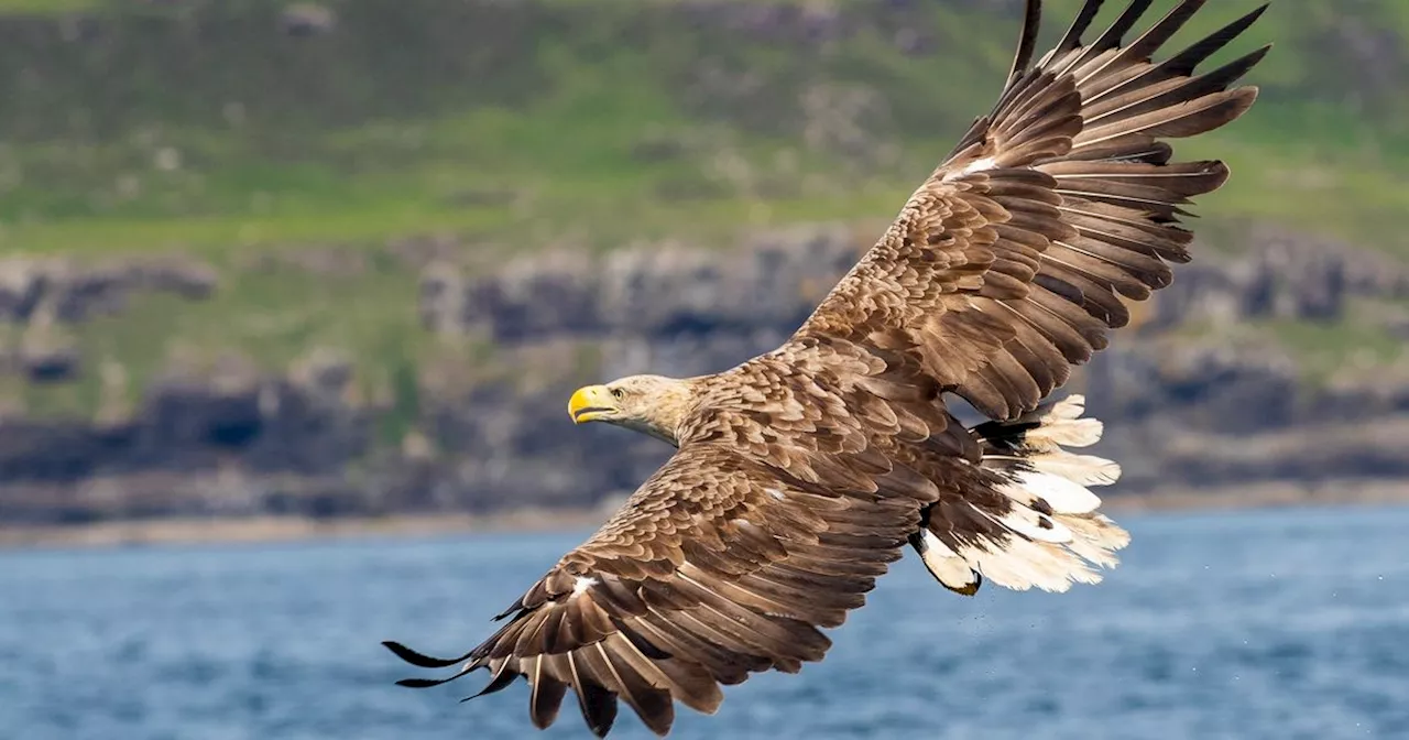 Garda probe and outrage after shooter blasts rare eagle out of the sky