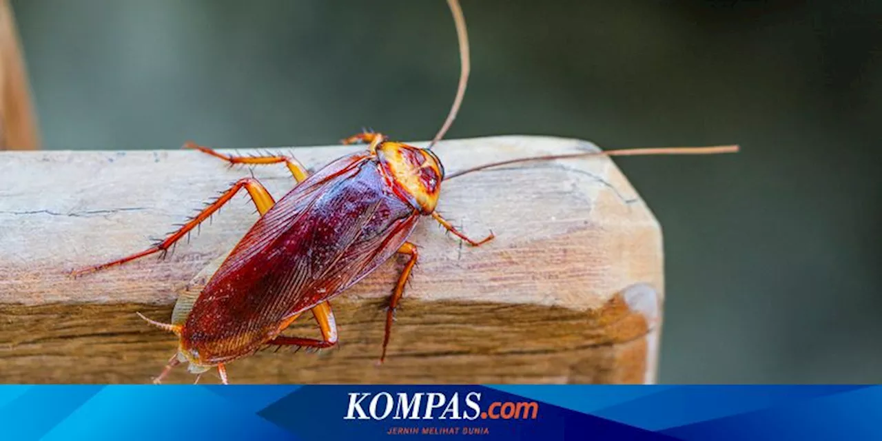 7 Cara Mencegah Kecoak Muncul di Dapur