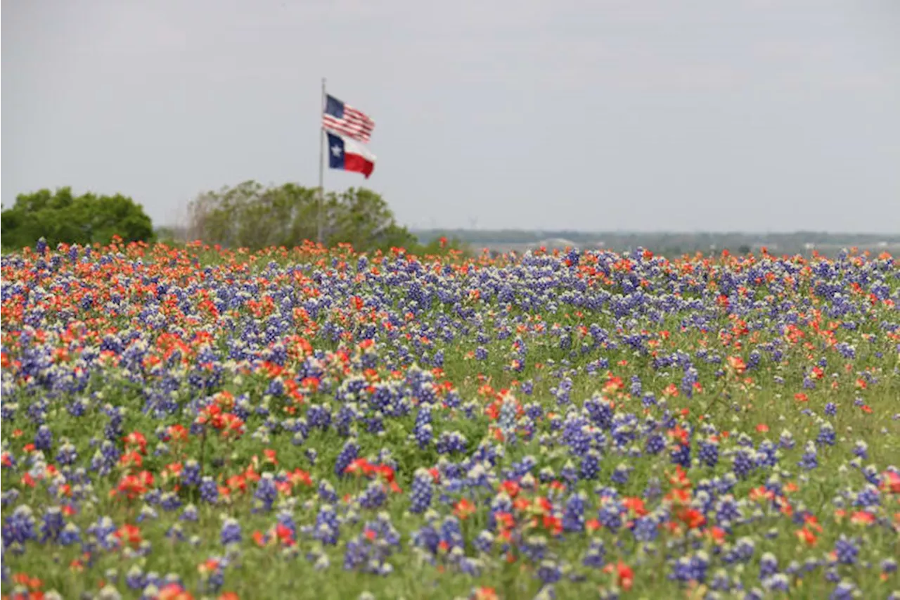 Take a road trip to visit these Texas flower farms, festivals