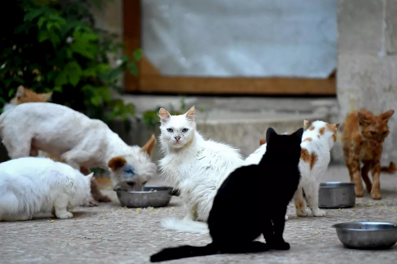 Plus de 150 chats délaissés dans 80 m2: 18 mois avec sursis requis à Nice