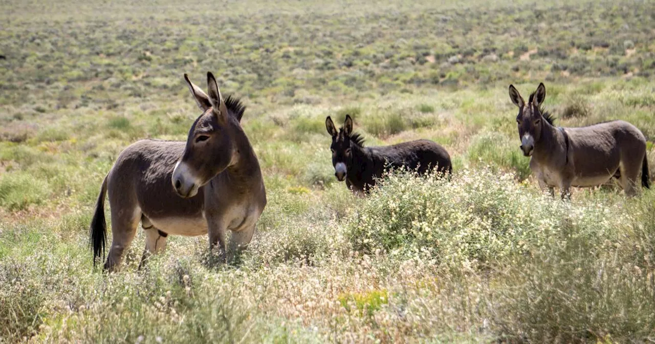 Two men plead guilty to shooting wild burros in Mojave Desert