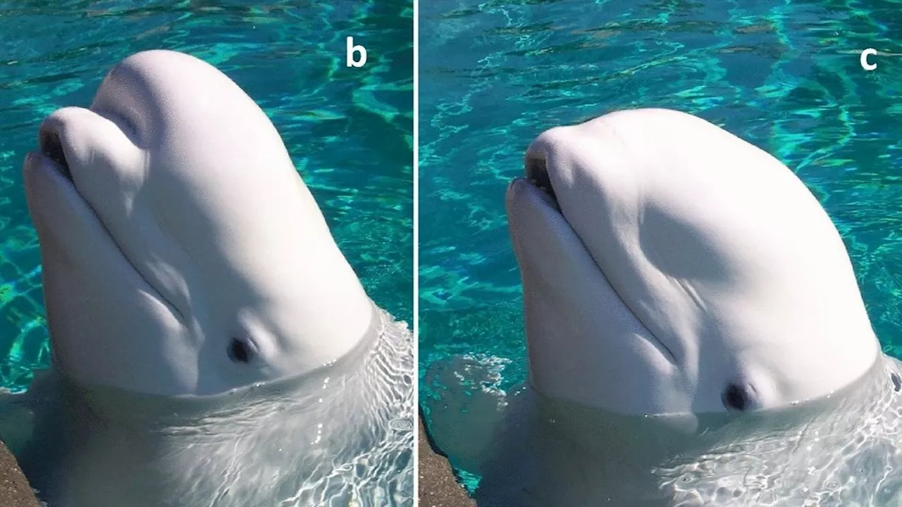 Beluga whales appear to change the shape of their melon heads to communicate, scientists discover