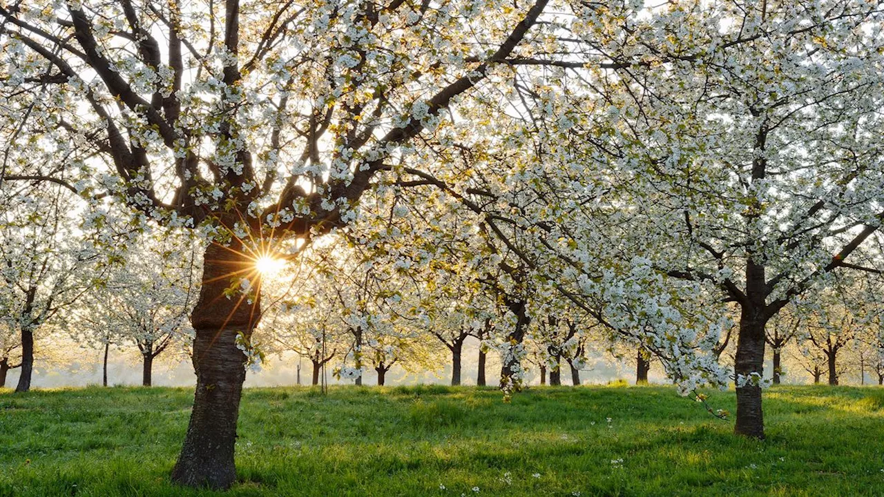 Spring equinox 2024: 'Equal night' signals changing seasons across the globe today