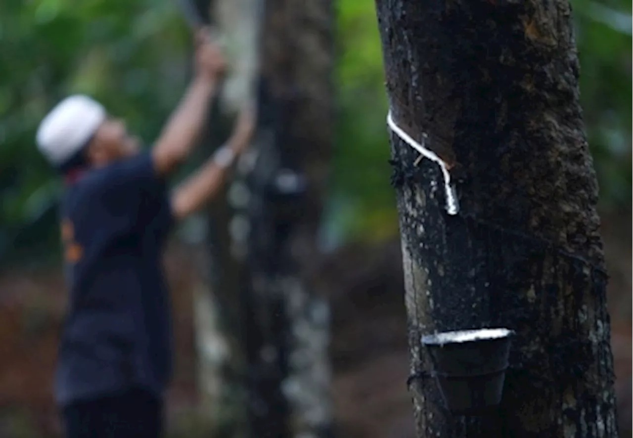 Malaysian rubber company hopes Thai govt will permit import of raw rubber