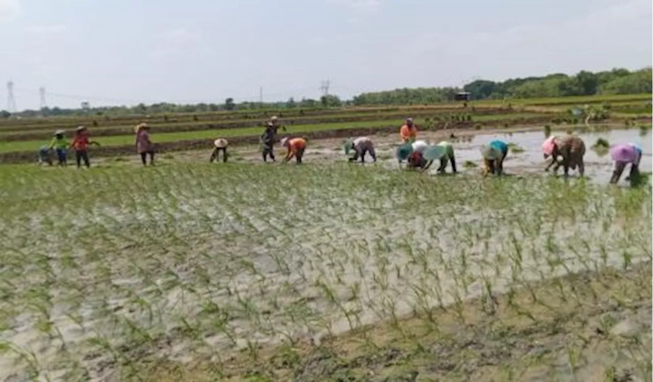 Pompanisasi di Lahan Kering Kementan Targetkan Tiga Kali Tanam Setahun