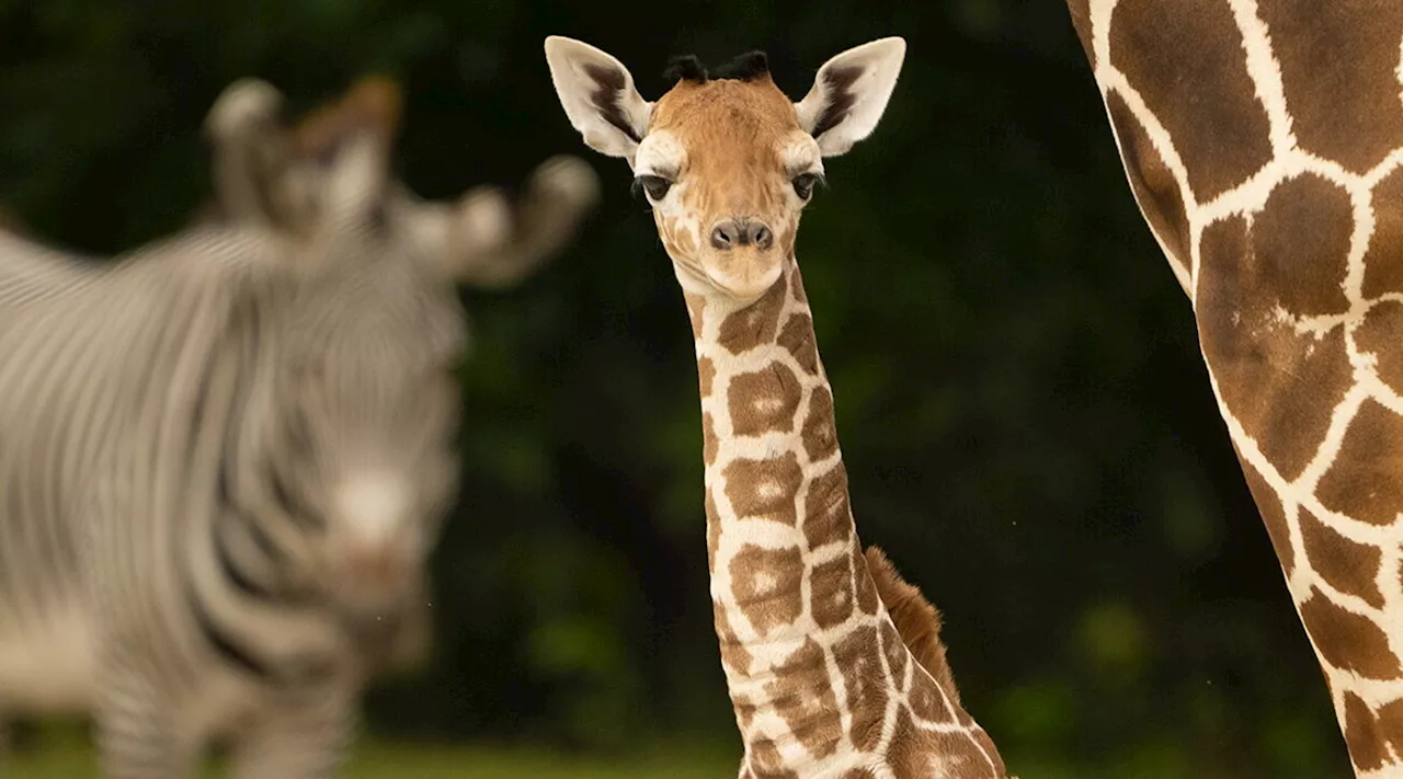 Cucciolo di giraffa muore col collo spezzato allo zoo di Miami