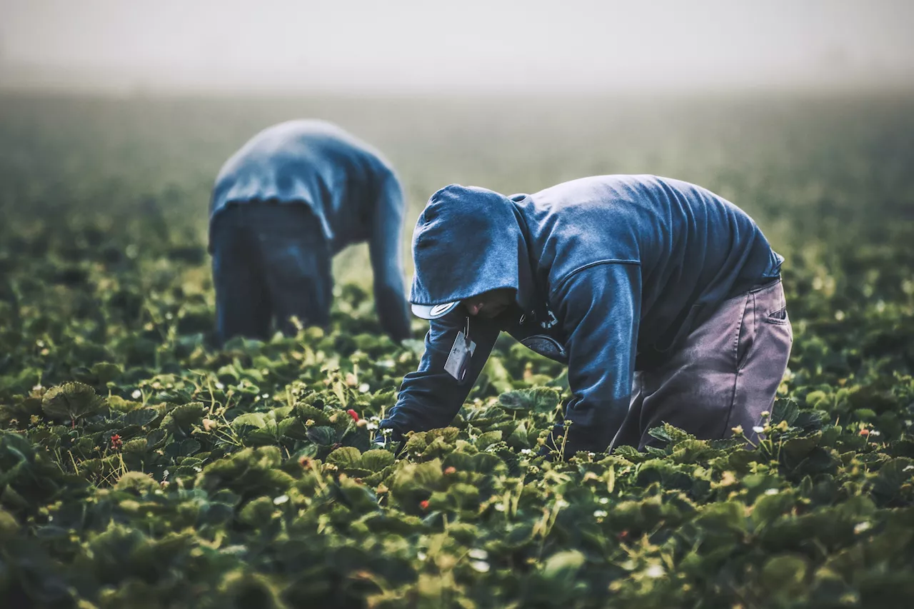 Dehydration is rampant among Florida farm workers, new study shows